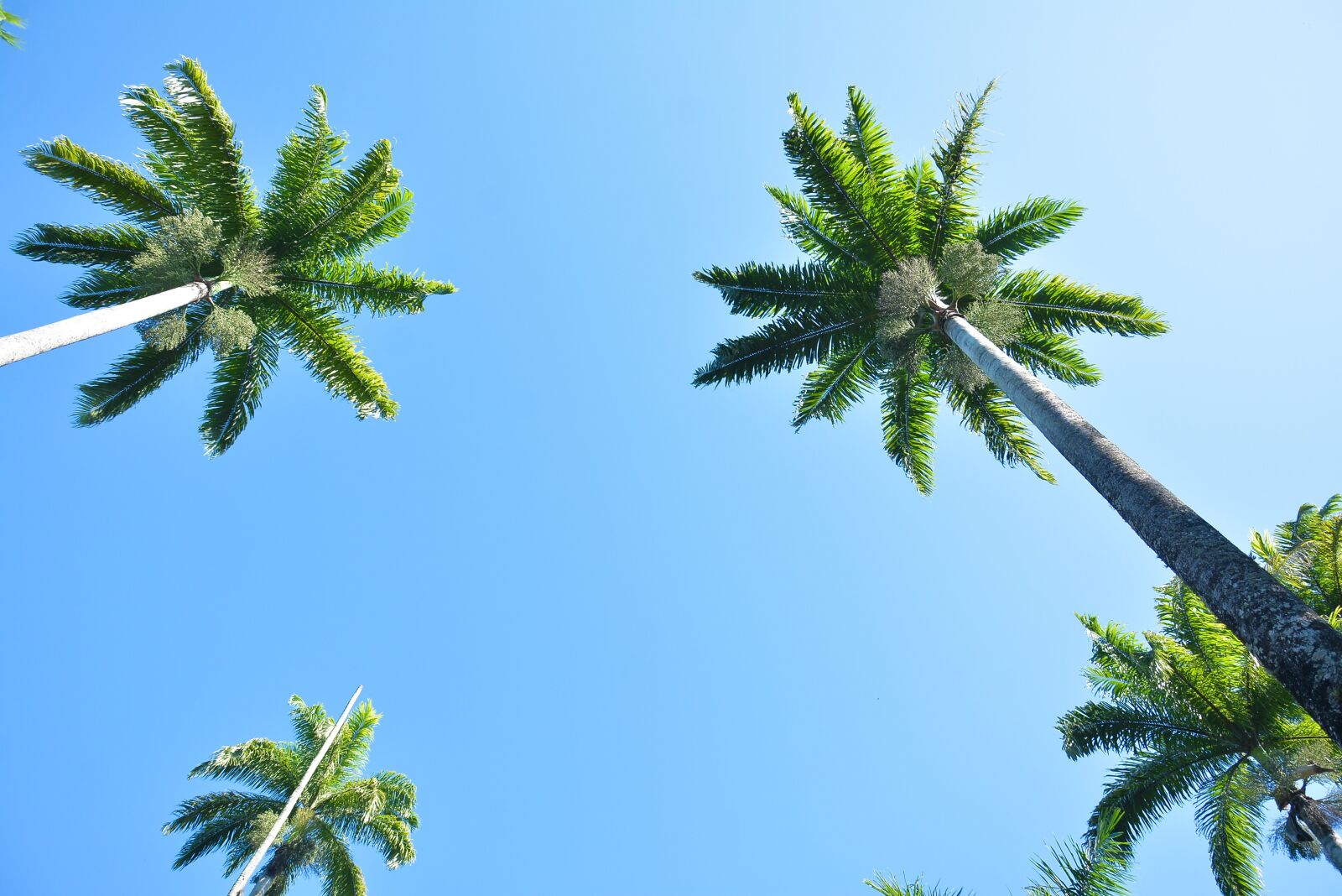 Nikon D7100 sample photo. Palm trees, garden, summer photography