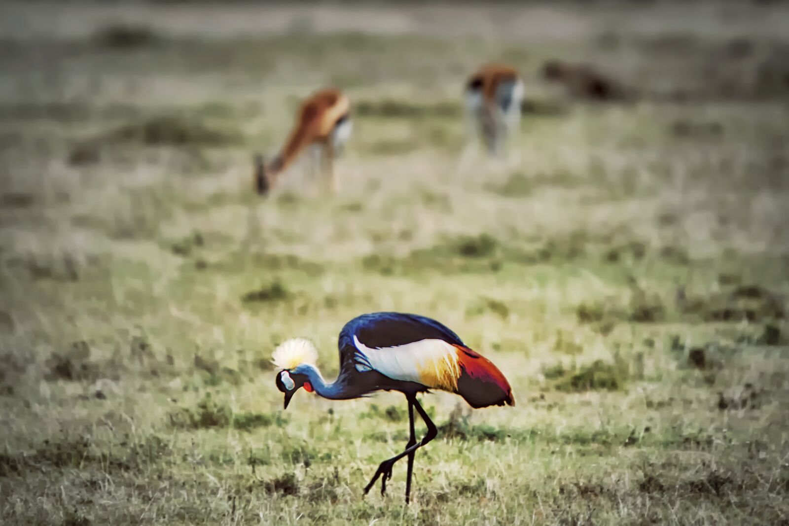 Nikon D3S sample photo. Bird, crane bird, animal photography