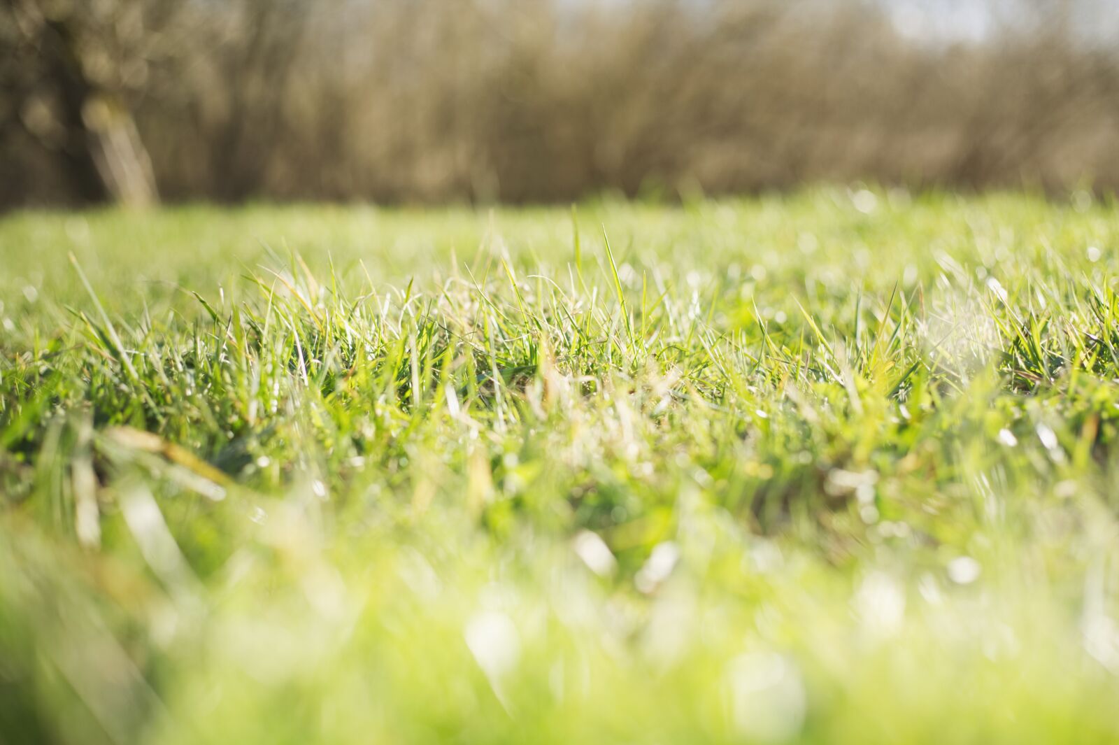 Canon EOS 5D sample photo. Nature, grass, green photography