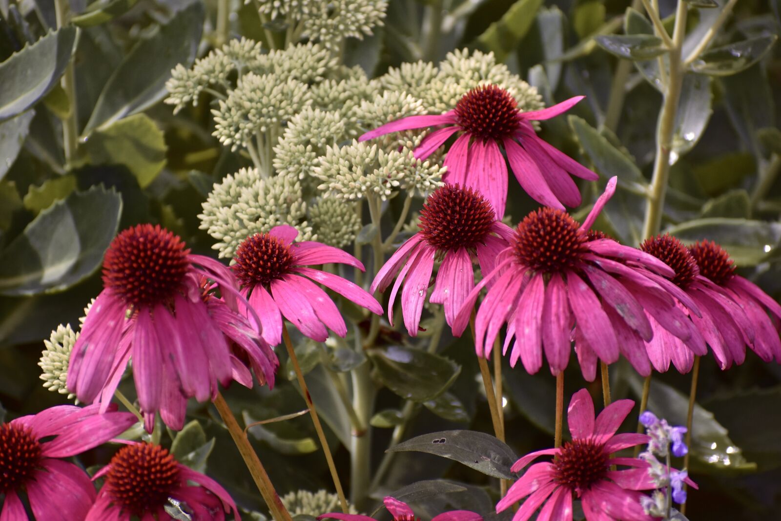 Nikon D3400 sample photo. Coneflower, pink, echinacea photography