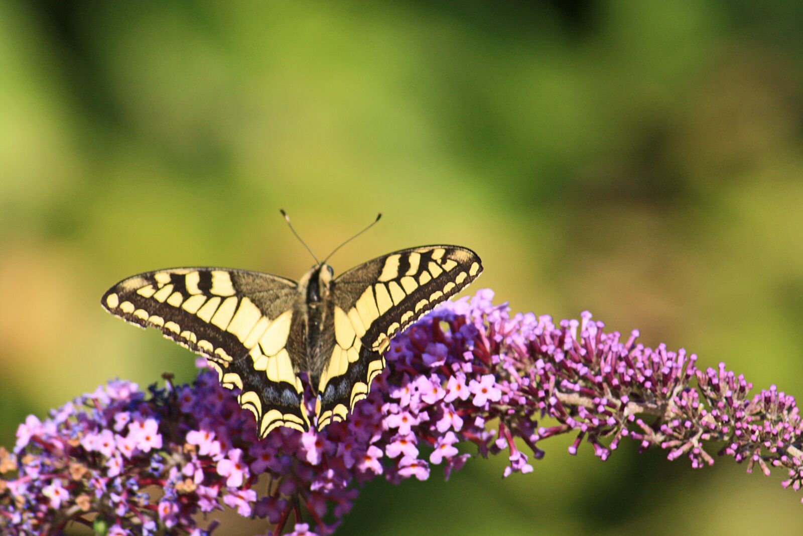 Canon EOS 1000D (EOS Digital Rebel XS / EOS Kiss F) sample photo. Butterfly, flower nature, summer photography