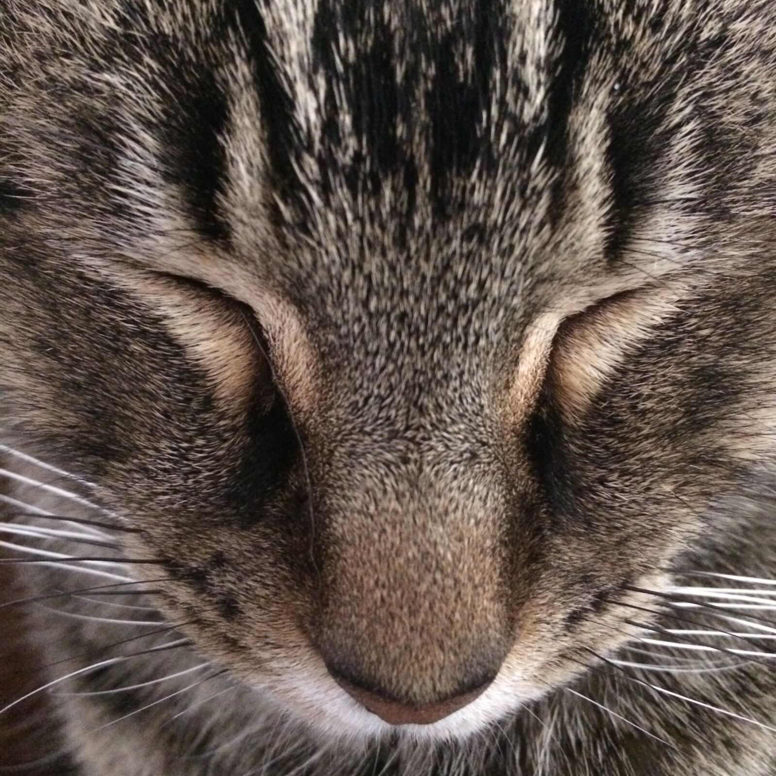 iPhone 5s back camera 4.15mm f/2.2 sample photo. Cat, cat, face photography