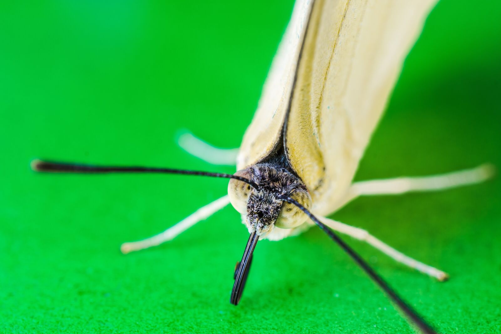 Nikon D5200 sample photo. Butterfly, insect photography