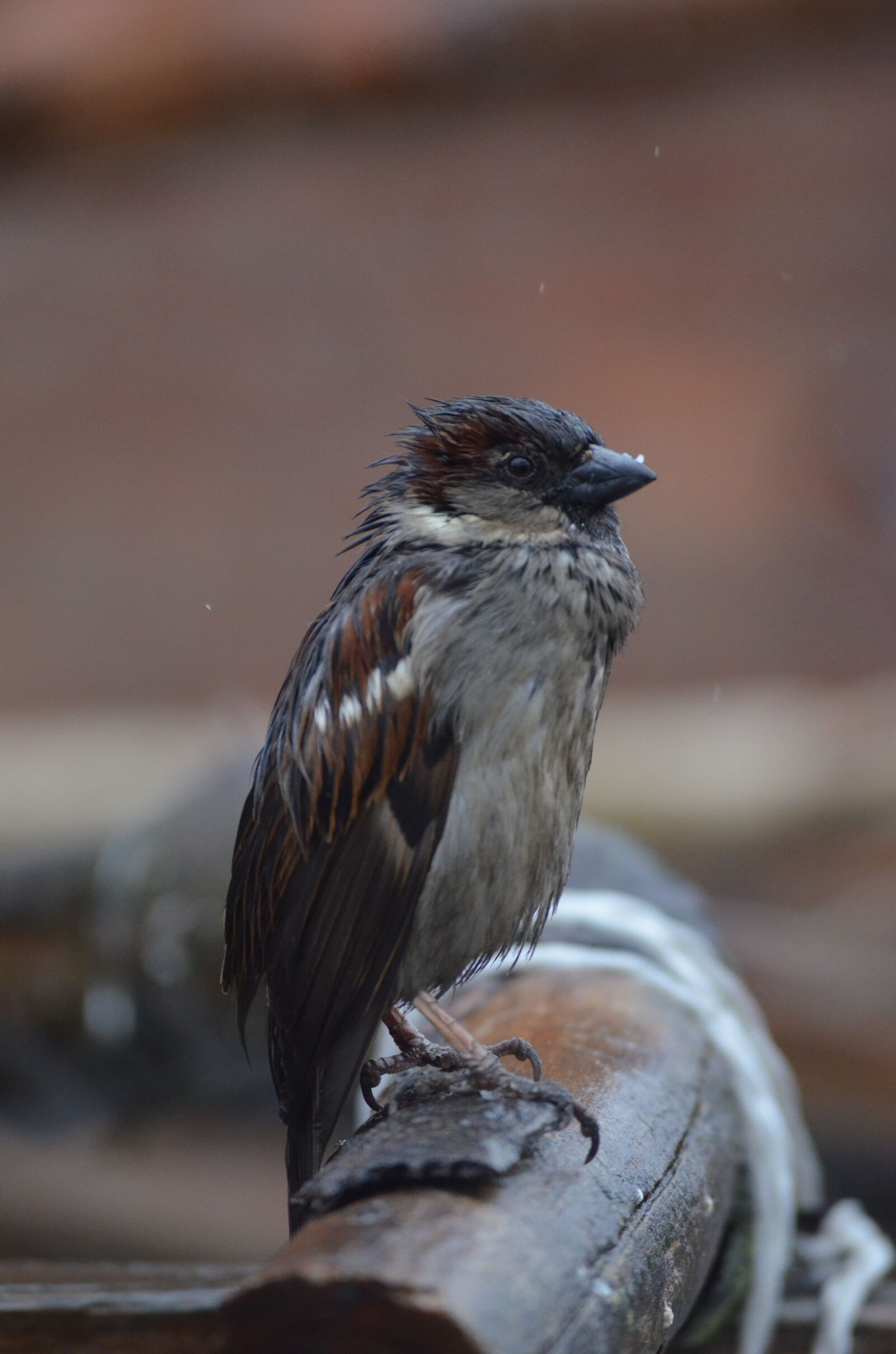Nikon D5100 sample photo