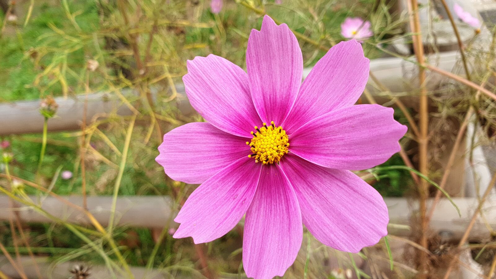 Samsung Galaxy Note9 sample photo. Cosmos, flowers, nature photography