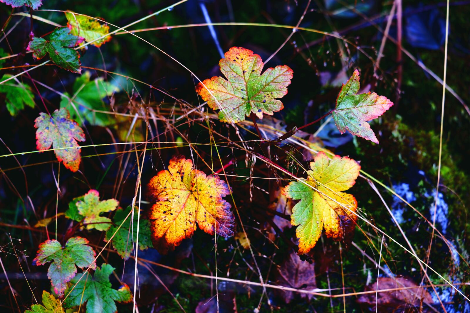 Fujifilm X-A5 sample photo. Nature, autumn, foliage photography