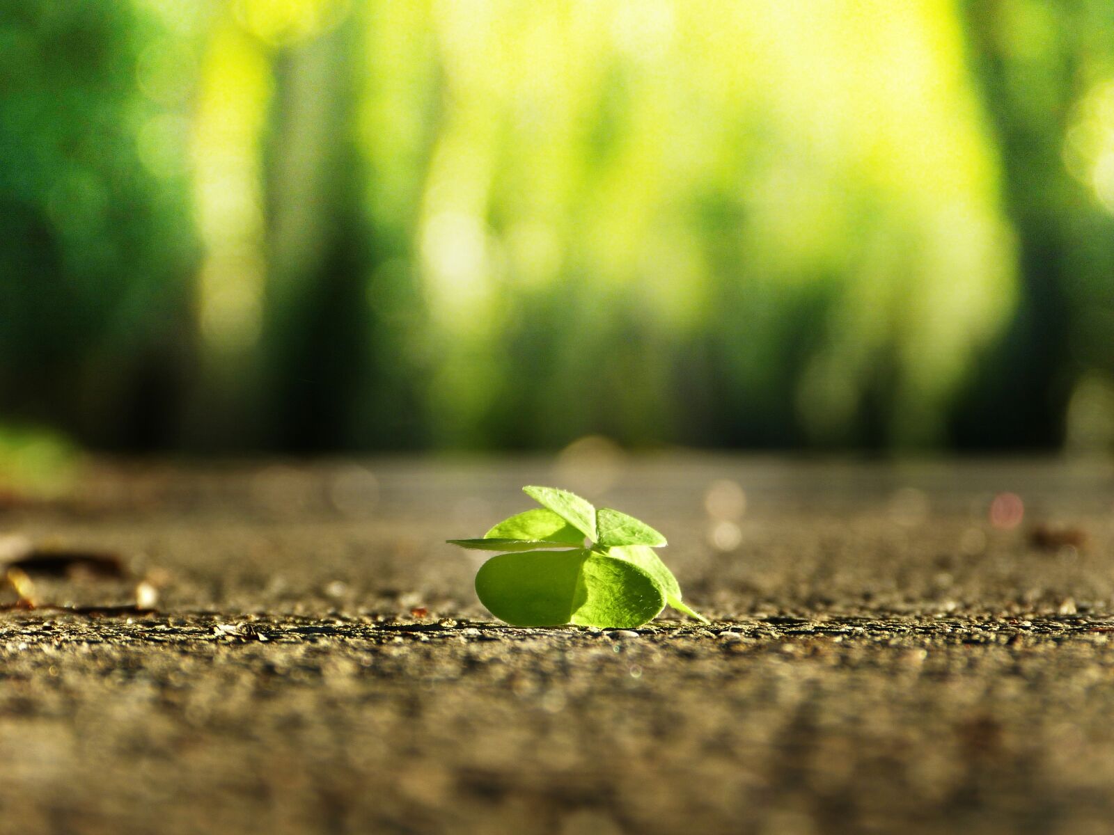 Panasonic Lumix DMC-FZ150 sample photo. Four leaf clover, road photography