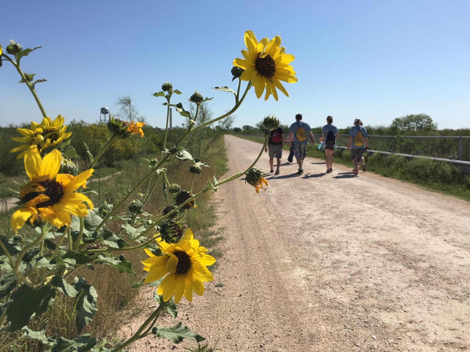 Apple iPhone 6s sample photo. Border, journey, wildflowers photography