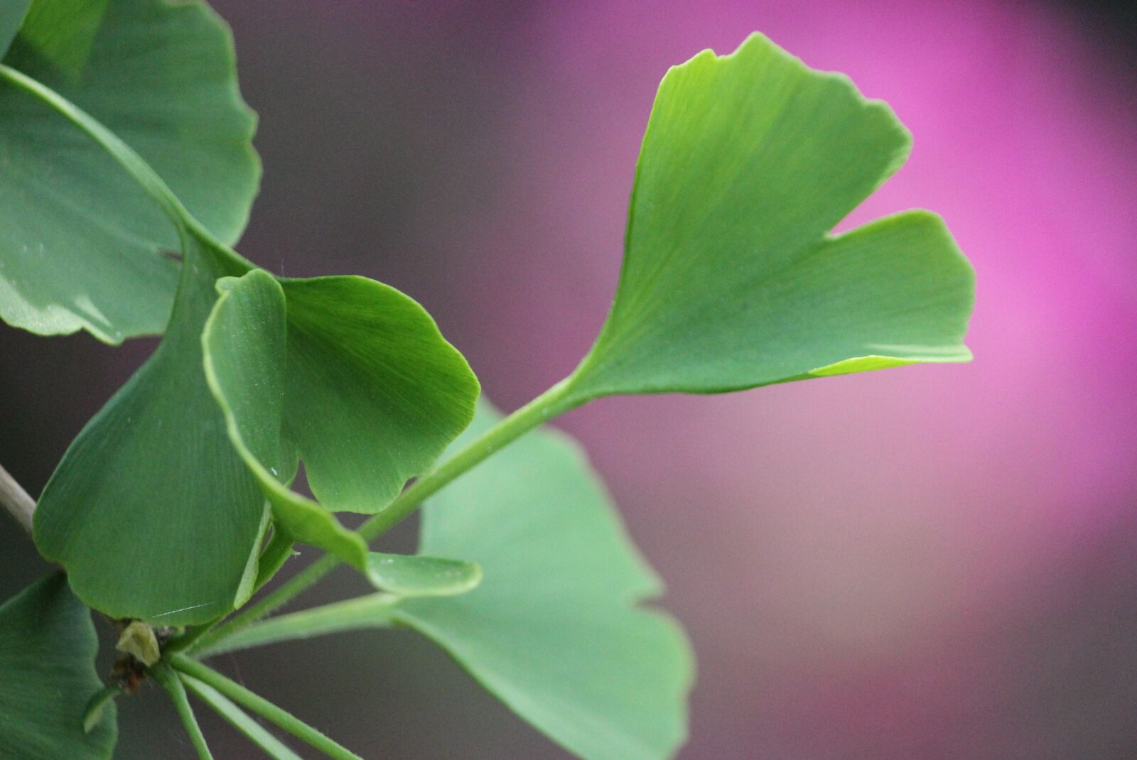 Canon EOS 550D (EOS Rebel T2i / EOS Kiss X4) sample photo. Green, tree, leaf photography