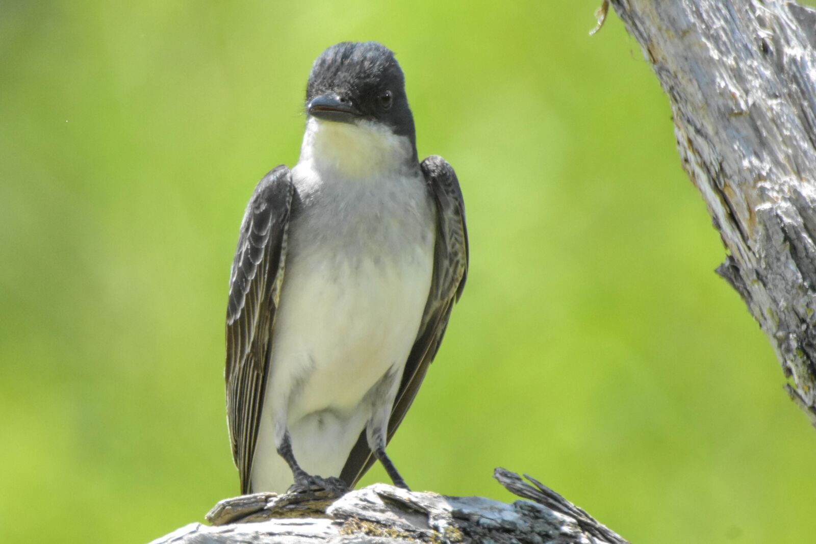 Nikon D3400 sample photo. Nature, wildlife, bird photography
