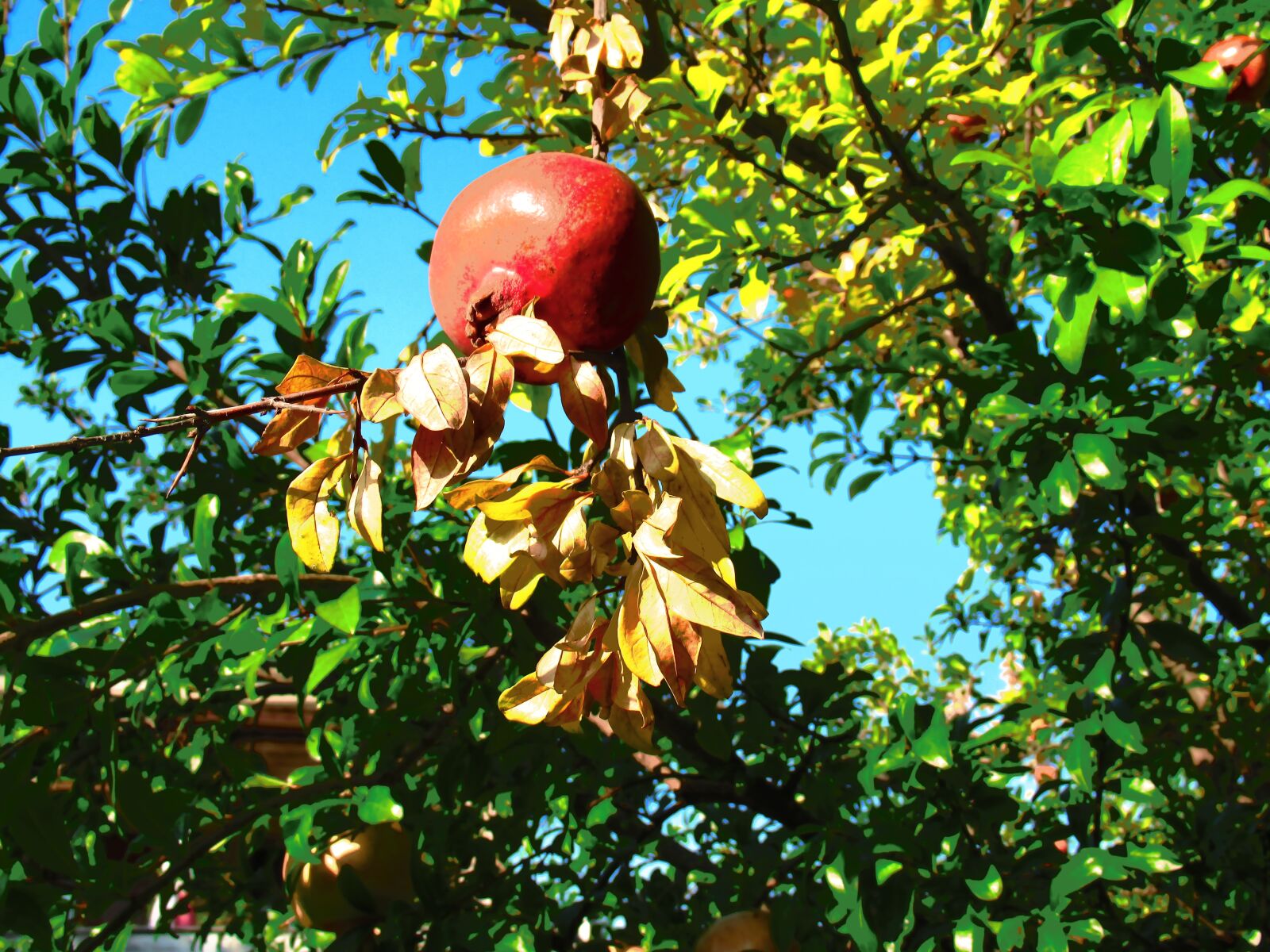 Canon PowerShot SX620 HS sample photo. Pomegranate, fruit photography
