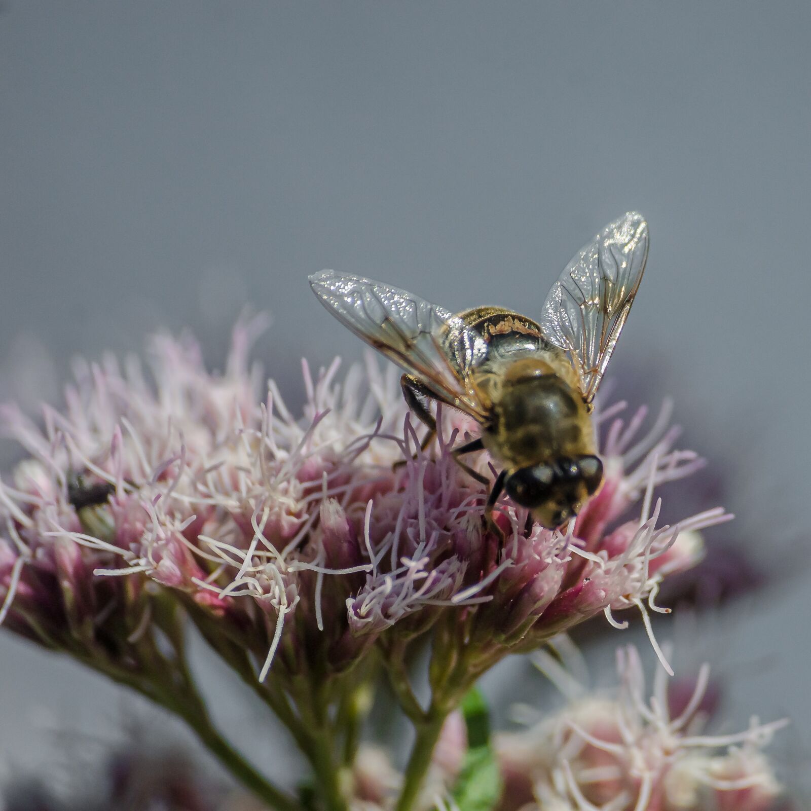 Nikon D7000 sample photo. Macro, close, bee photography