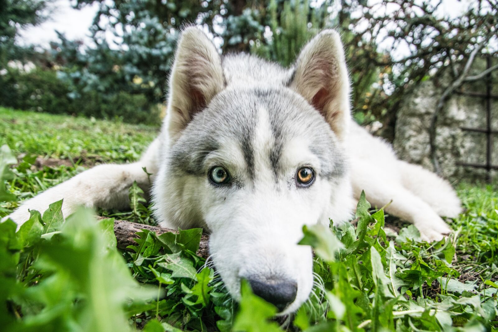 Nikon D5300 sample photo. Husky, siberian husky, dog photography
