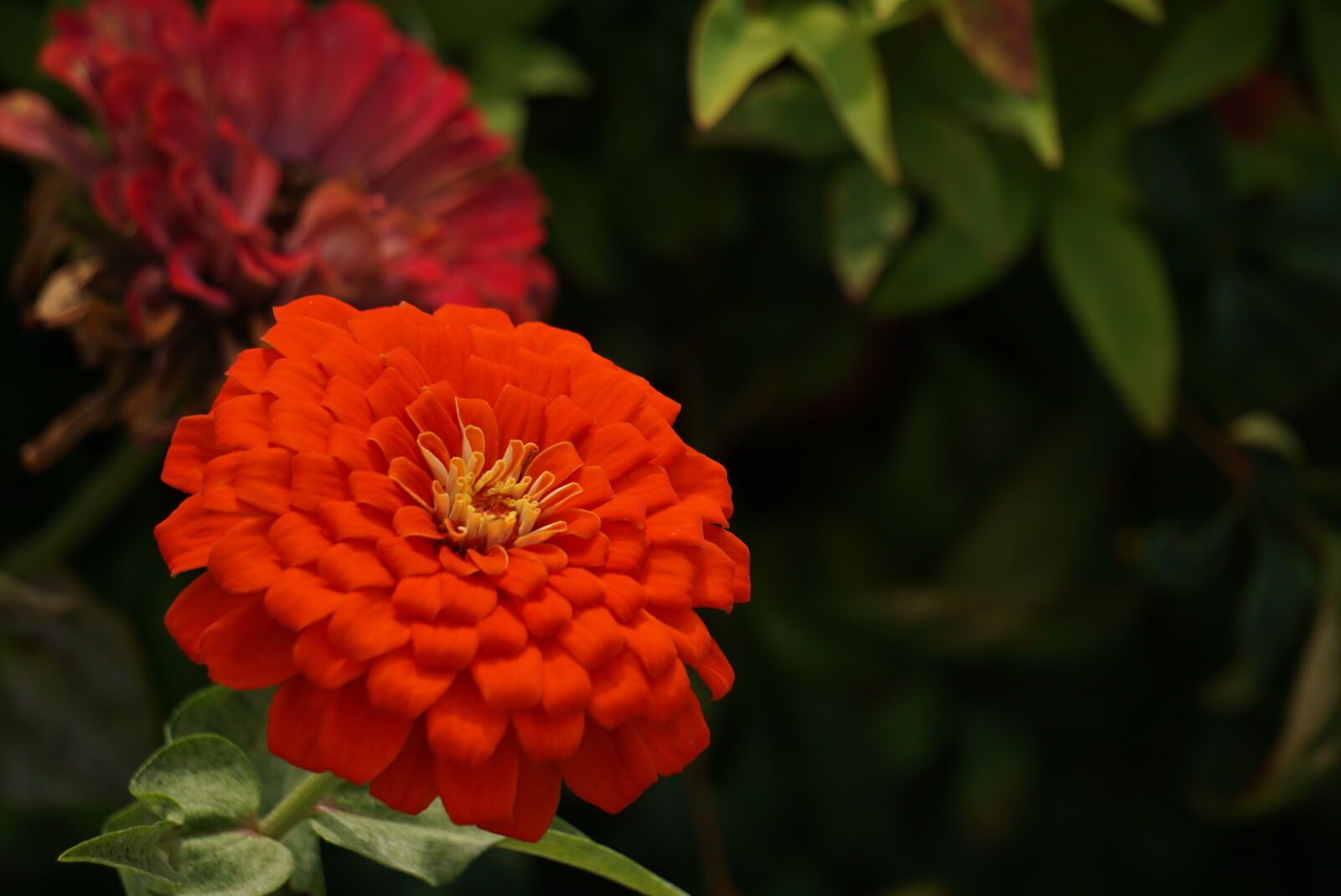 Sony a6000 sample photo