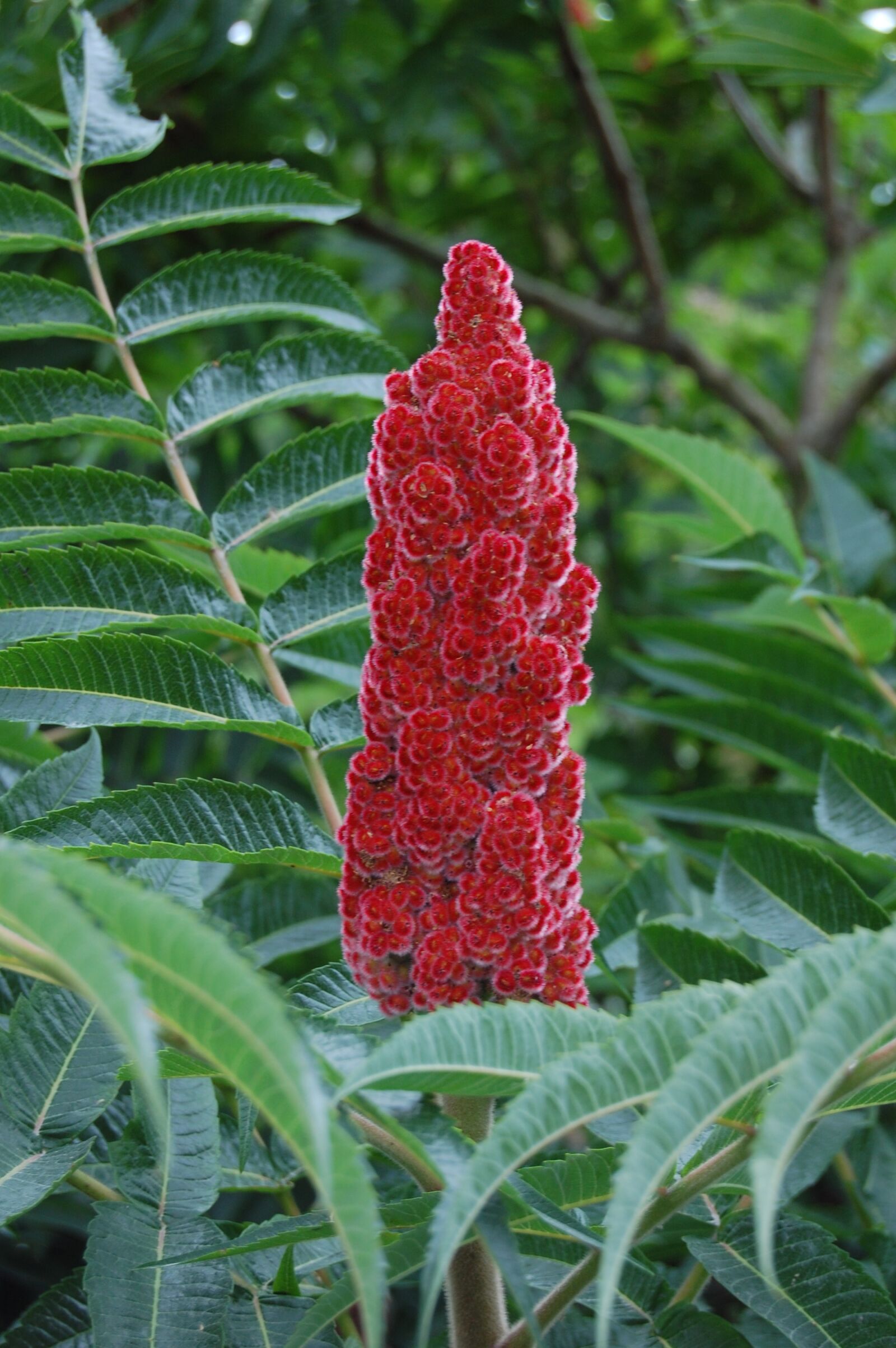 Nikon D40 sample photo. Flower, red, fluffy photography
