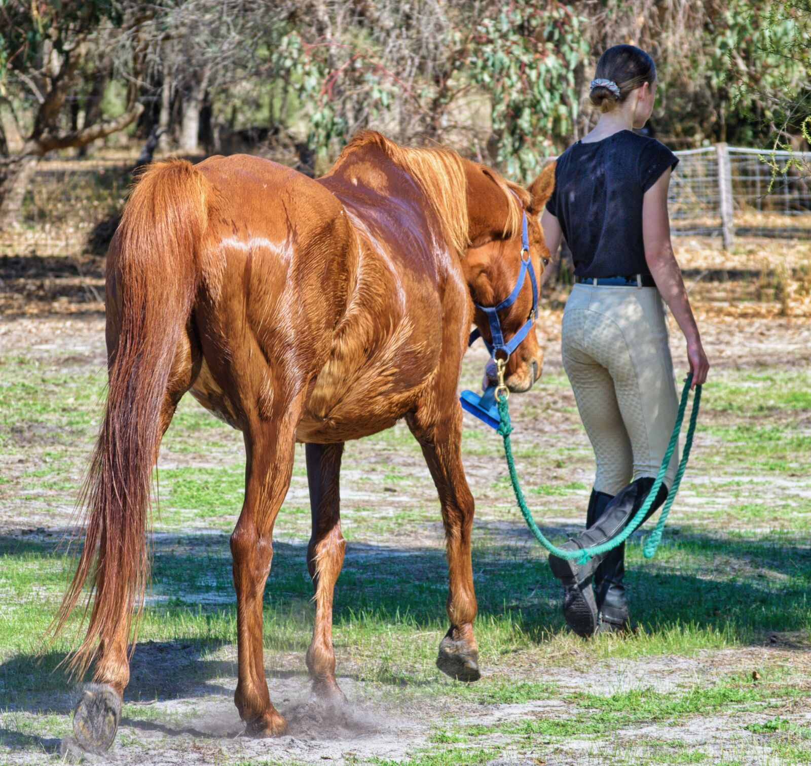 Nikon D3300 sample photo. Horse, girl, animal photography