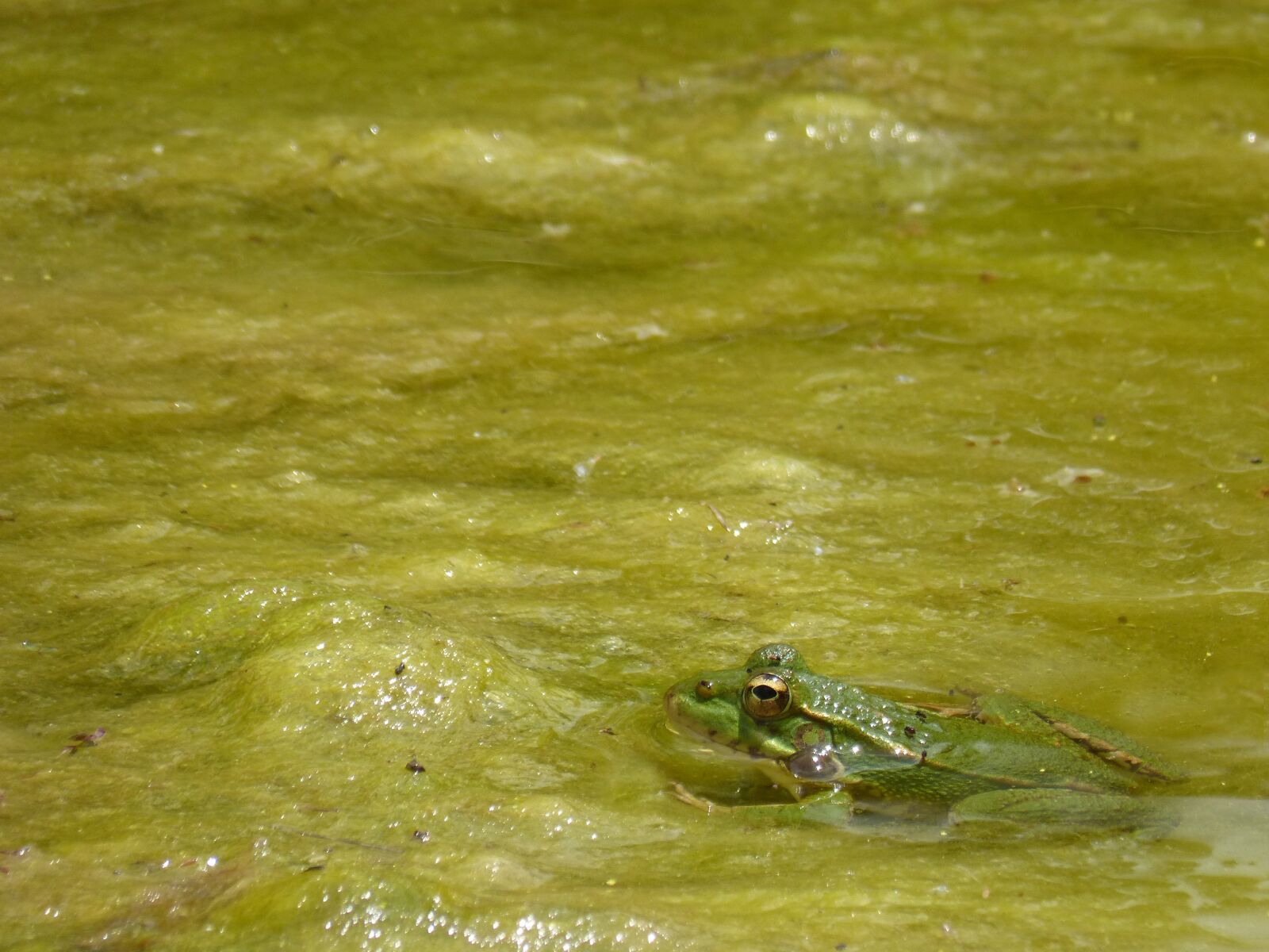 Panasonic DMC-FZ62 sample photo. Frog, algae, stalking photography
