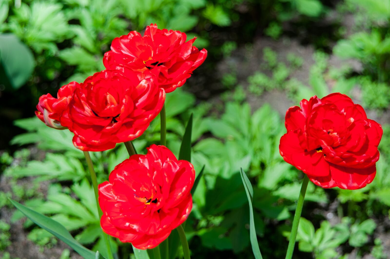 Nikon D300S sample photo. Flowers, tulips, spring photography