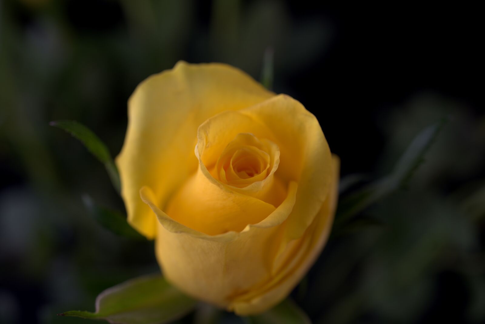 Sony a7 II + Sony FE 50mm F2.8 Macro sample photo. Rose, love, yellow photography