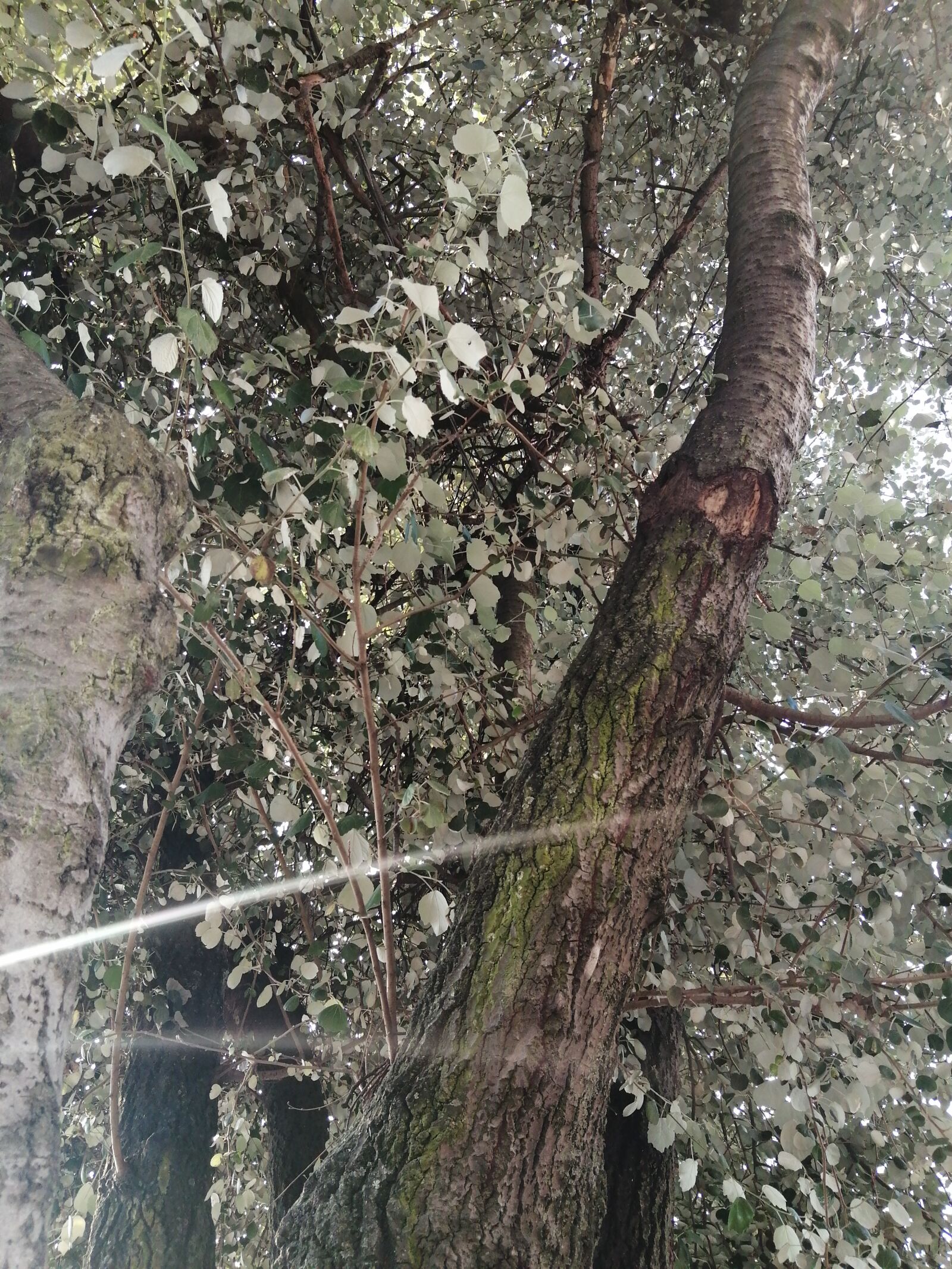 HUAWEI JKM-LX3 sample photo. Mexico, nature, tree photography