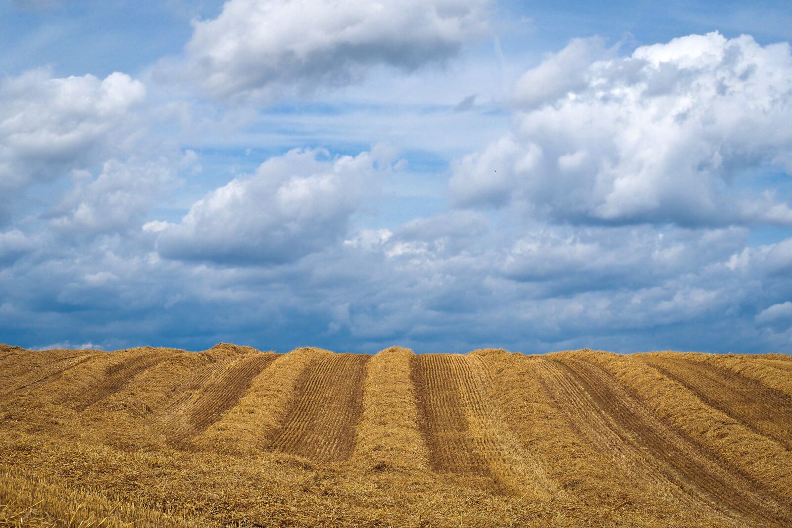 Olympus OM-D E-M10 sample photo. Landscape, field, summer photography