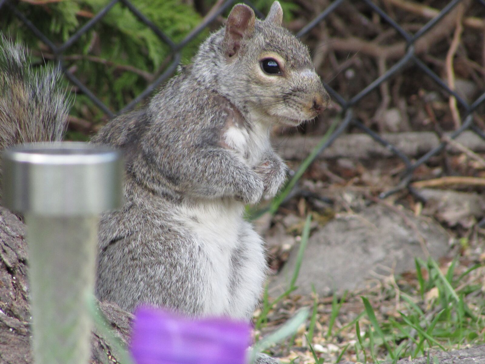 Canon PowerShot SX400 IS sample photo. Squirrel, animals, cute photography