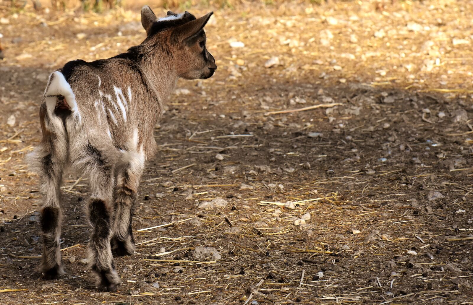 Nikon D7200 sample photo. Goat, young animals, playful photography
