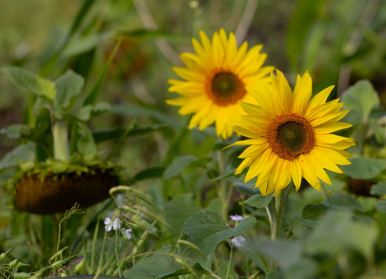 Canon EF 100-400mm F4.5-5.6L IS II USM sample photo. Western sunflower, sunflower, flower photography