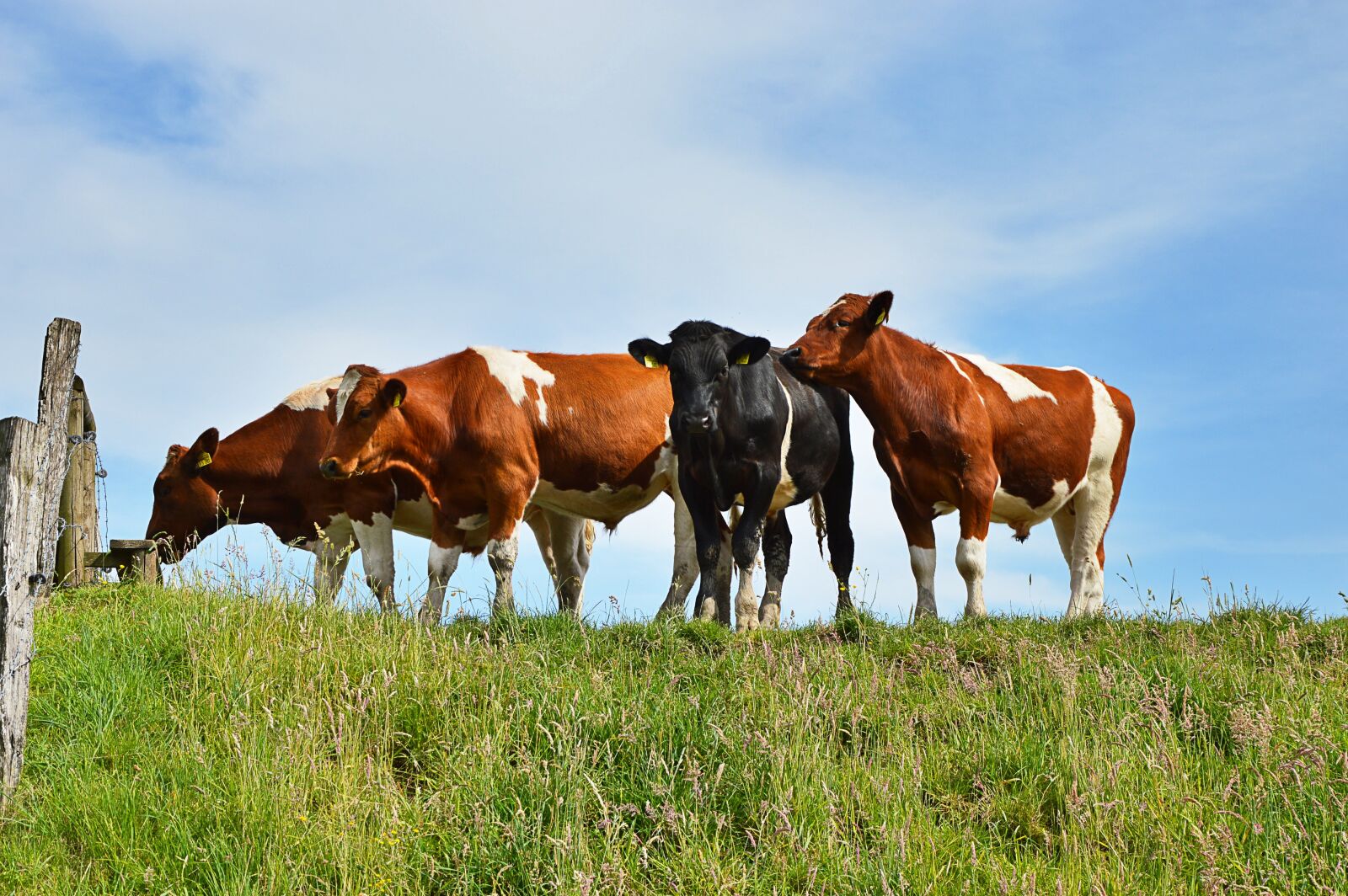 Nikon D3200 sample photo. Bulls, cops, land photography