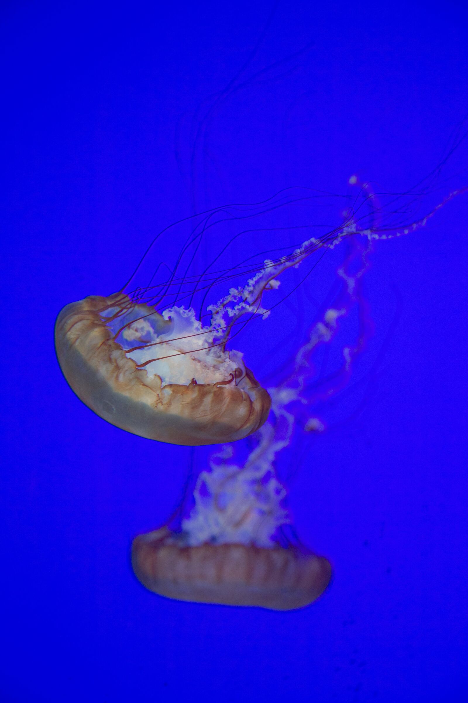 Canon EF 24-105mm F4L IS USM sample photo. Jellyfish, aquarium, underwater photography