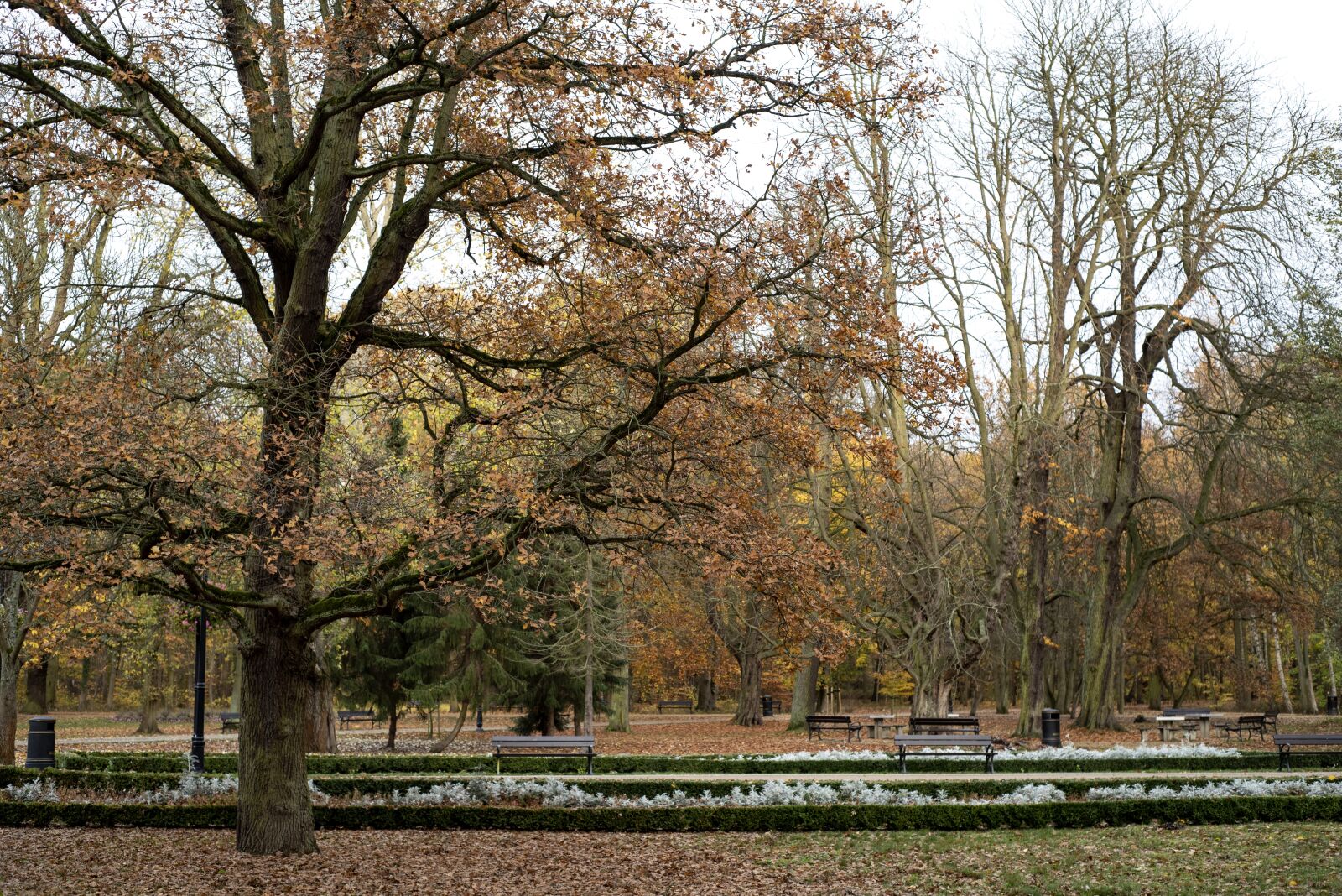 Nikon D750 sample photo. Autumn, park, leaf photography