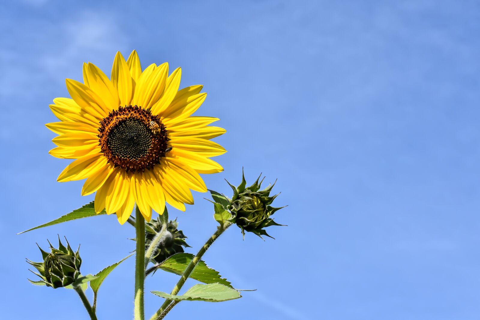 Nikon D7200 sample photo. Sunflower, summer, garden photography