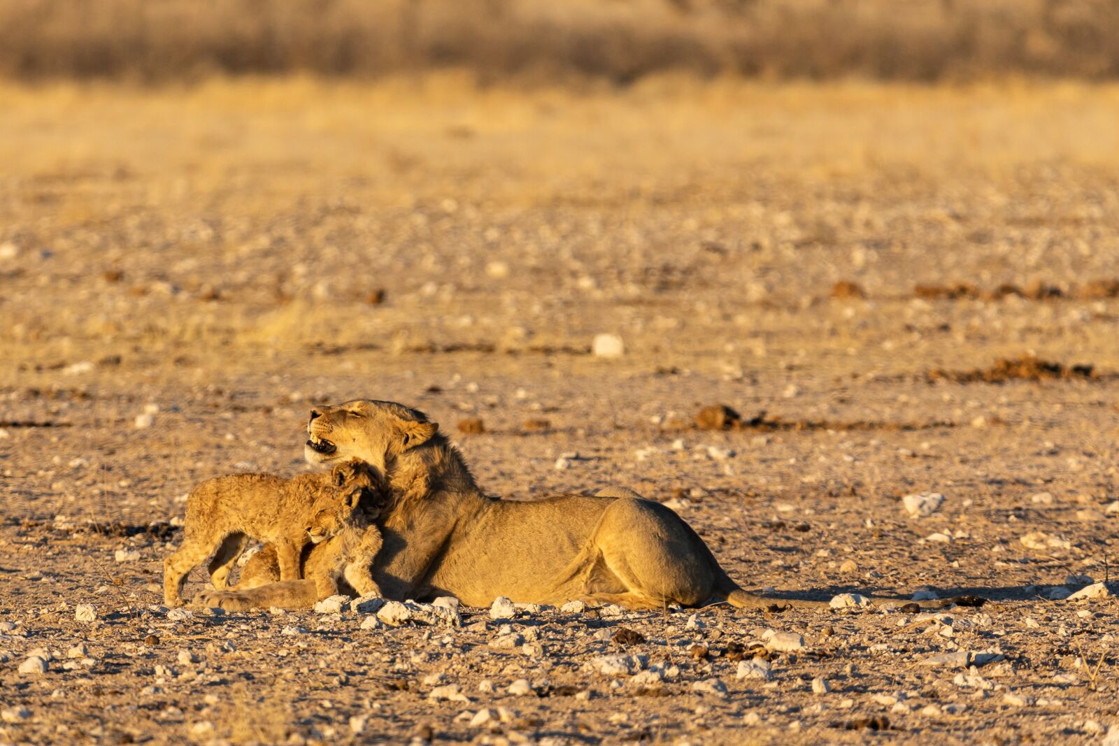 150-600mm F5-6.3 DG OS HSM | Contemporary 015 sample photo. Lion, baby, young photography