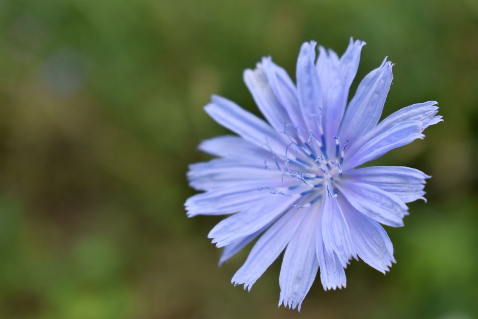 Nikon D5600 sample photo. Flower, petals, flora photography