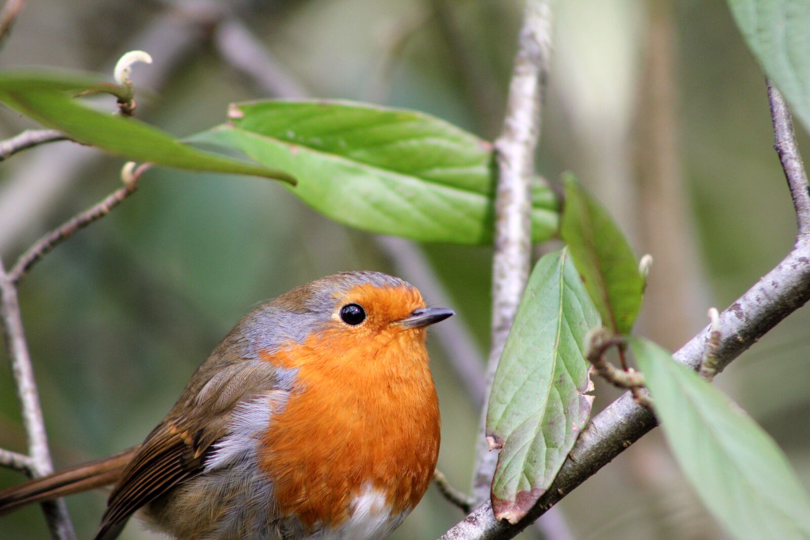 Canon EOS 550D (EOS Rebel T2i / EOS Kiss X4) sample photo. Robin, bird, feather photography