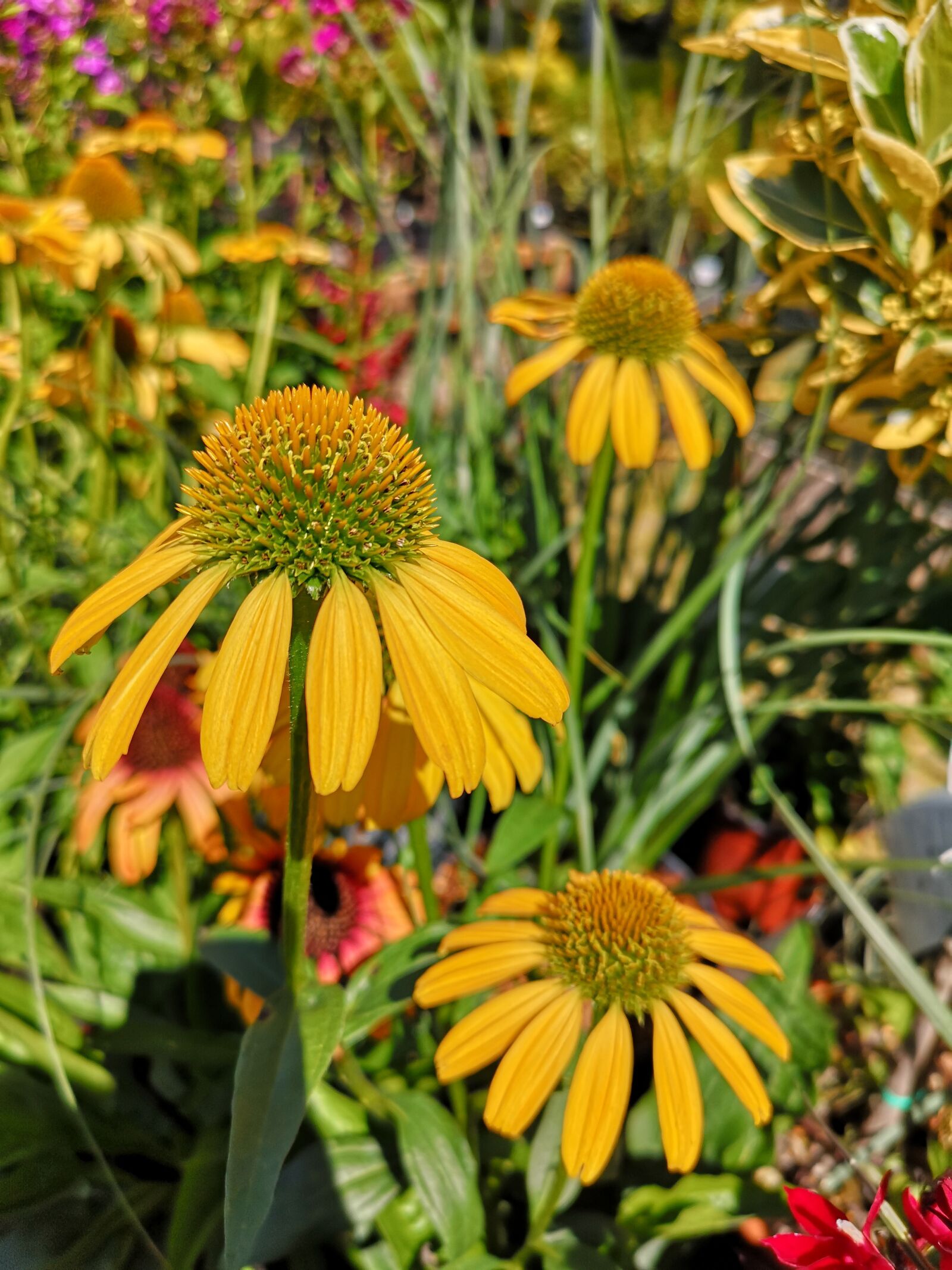 HUAWEI CLT-L29 sample photo. Coneflower, echinacea, yellow photography