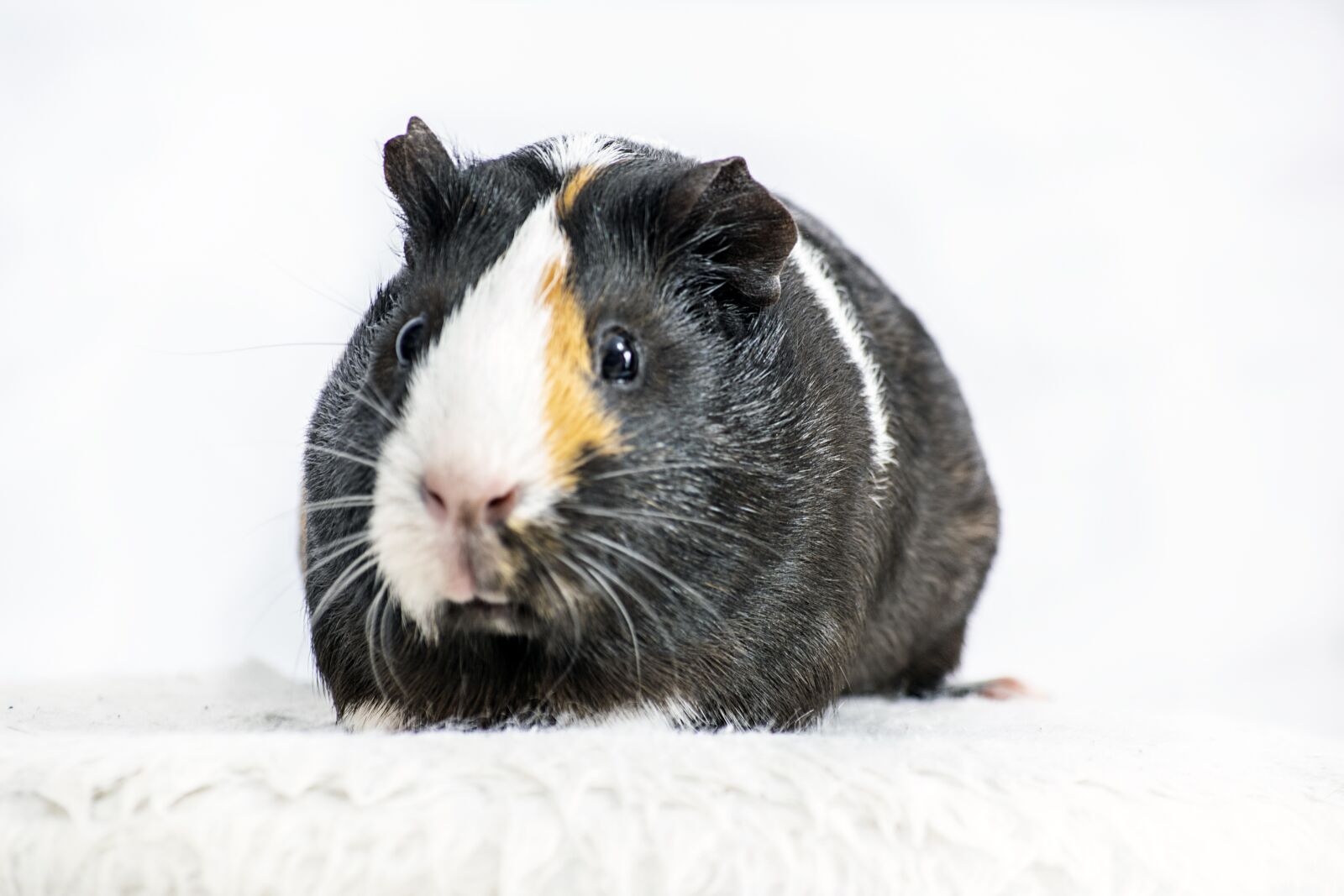 Nikon D3300 sample photo. Animal, guinea pig, pet photography