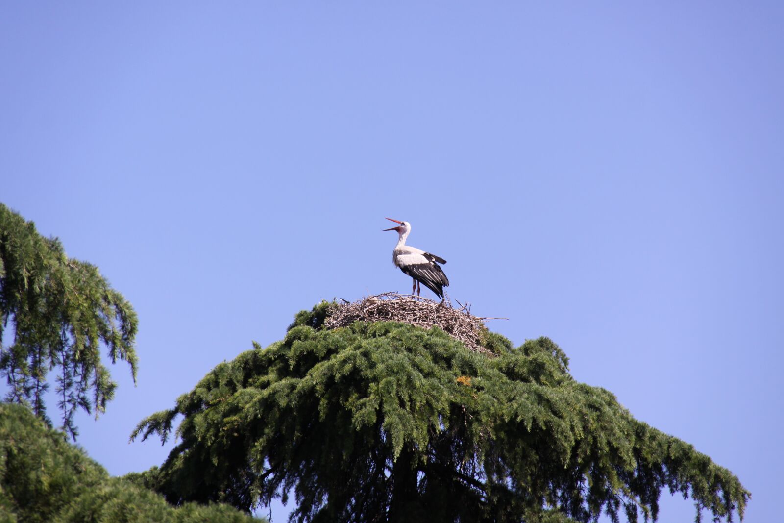 Canon EOS 50D sample photo. Animals, stork, ave photography
