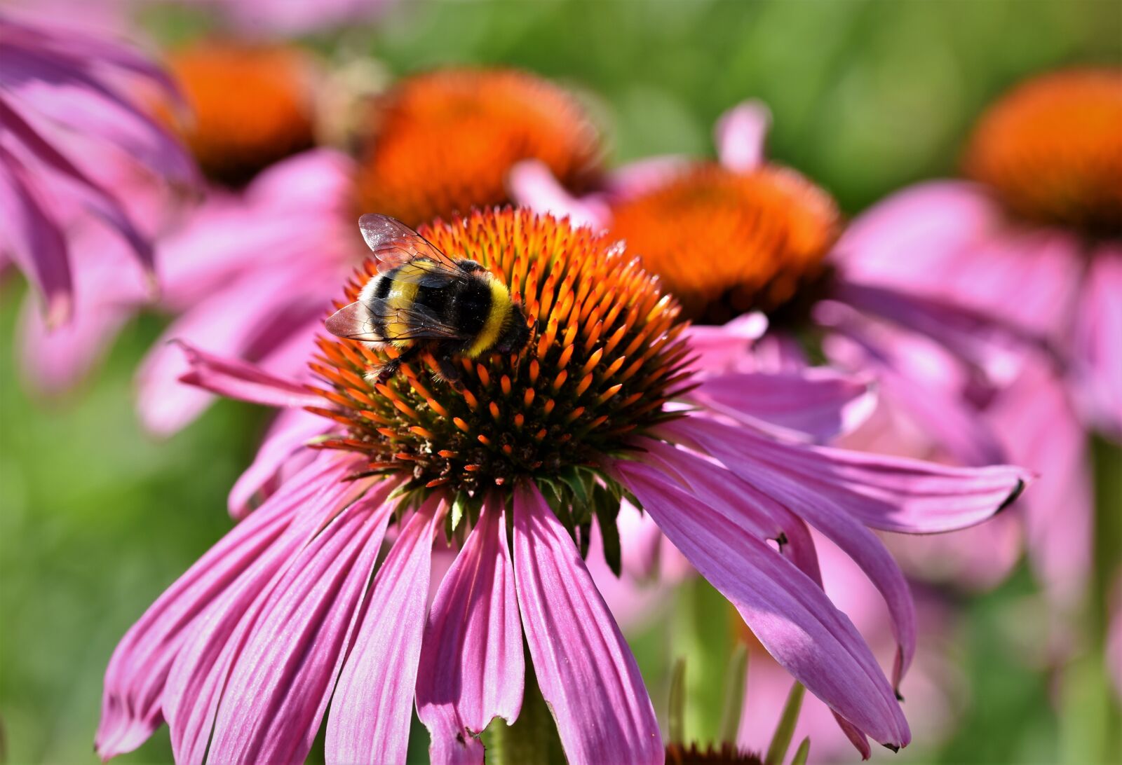 Nikon D7200 sample photo. Hummel, insect, nectar photography