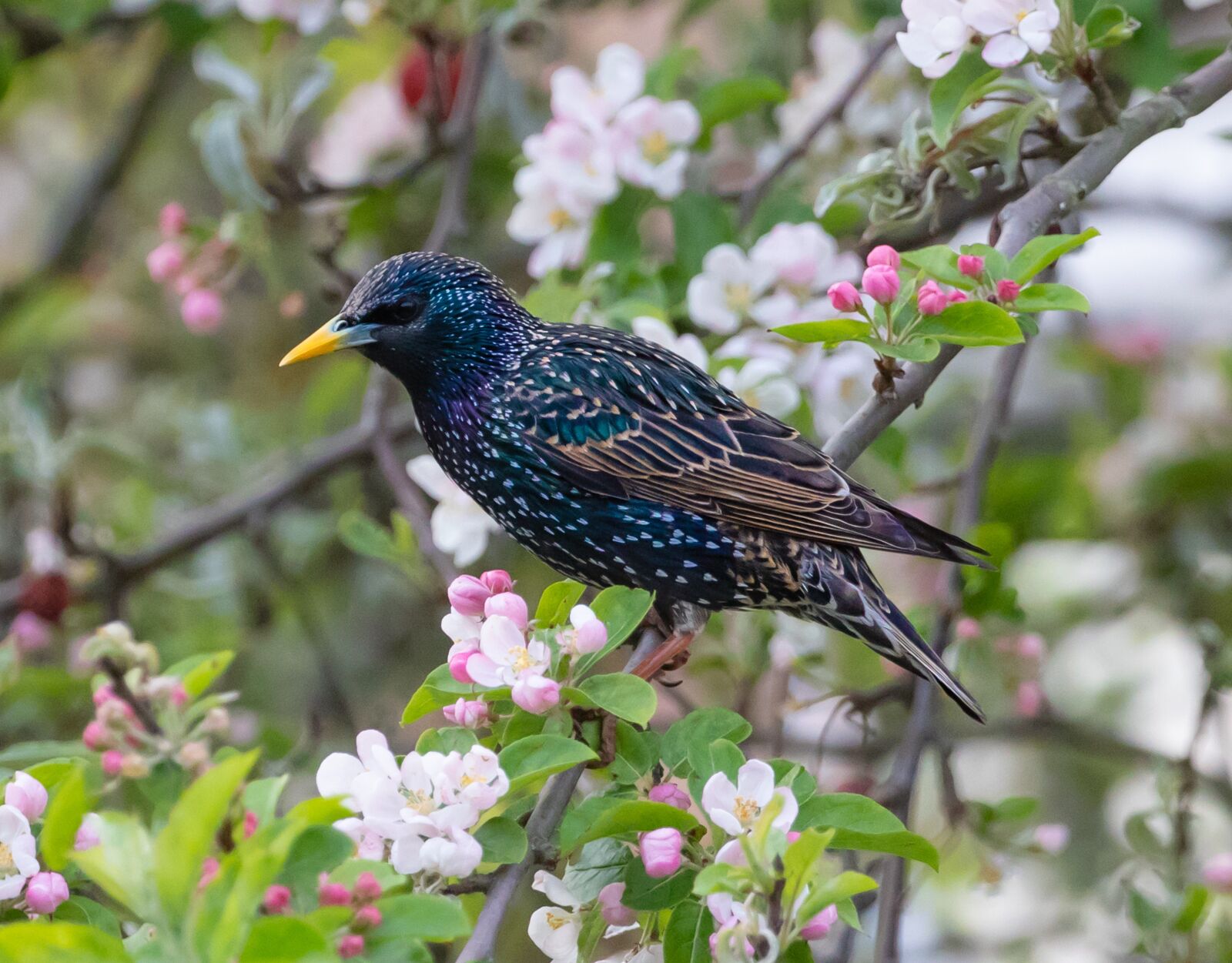 Canon EOS 7D Mark II sample photo. Starling in a tree photography
