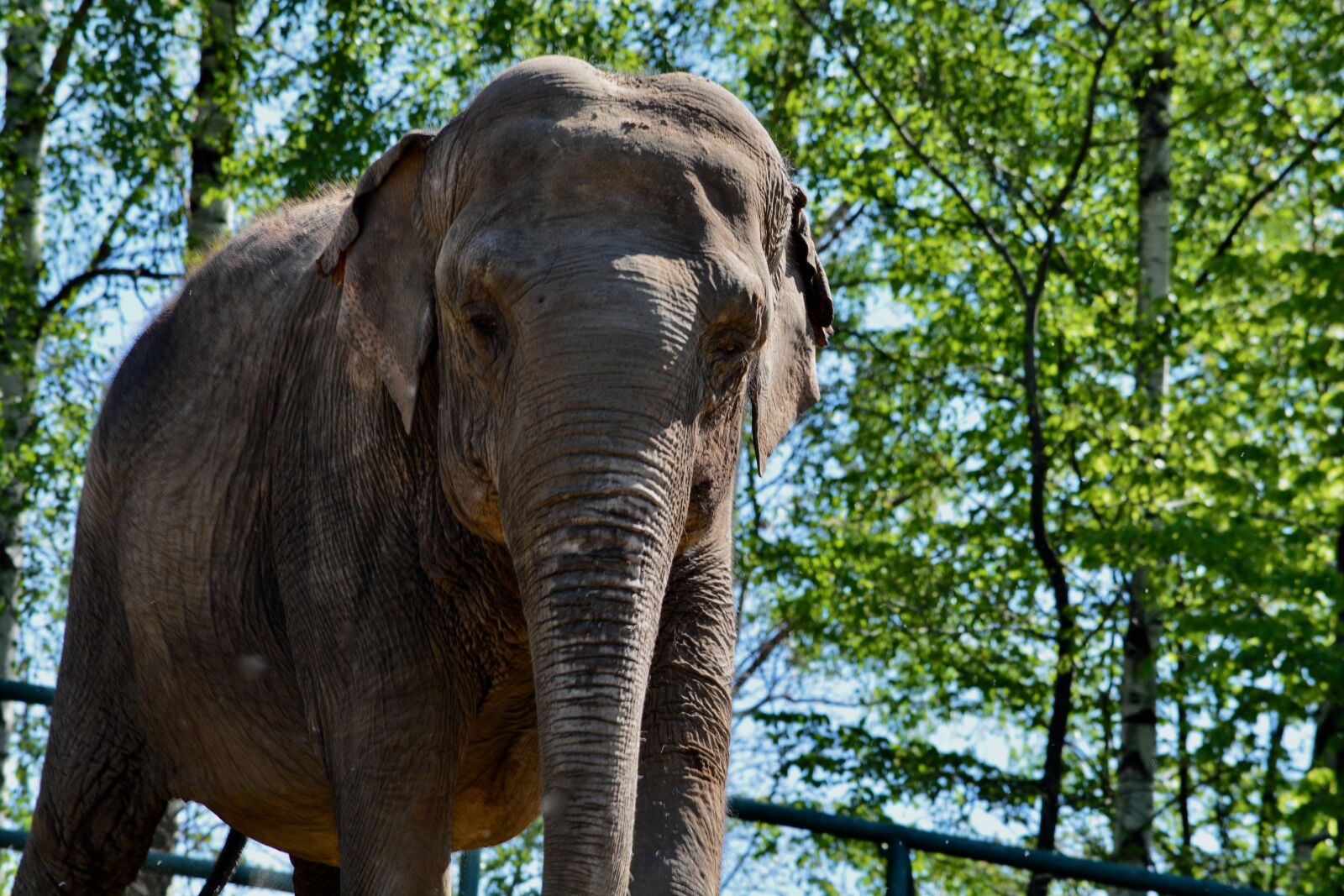 Nikon D7100 sample photo. Elephant, zoo, animal photography