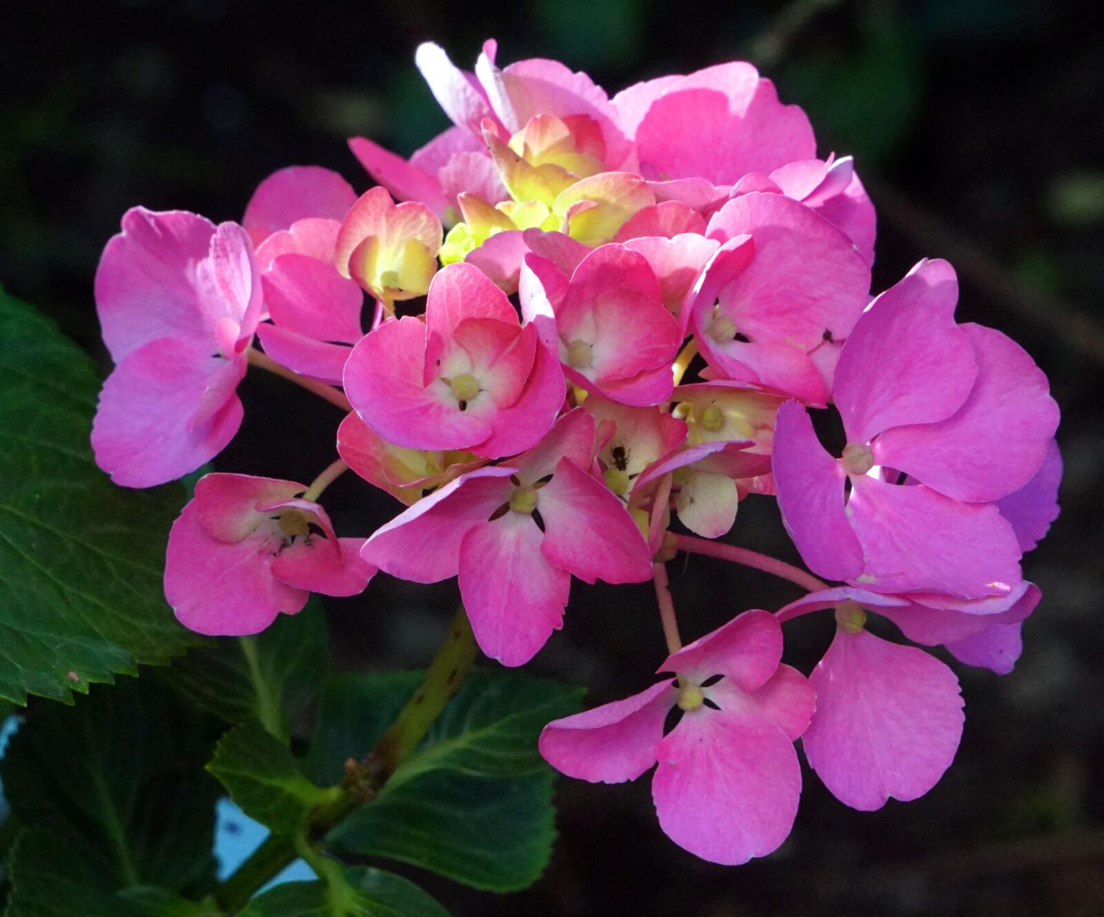Sony Alpha a5000 (ILCE 5000) + Sony E 55-210mm F4.5-6.3 OSS sample photo. Flower, blossom, bloom photography