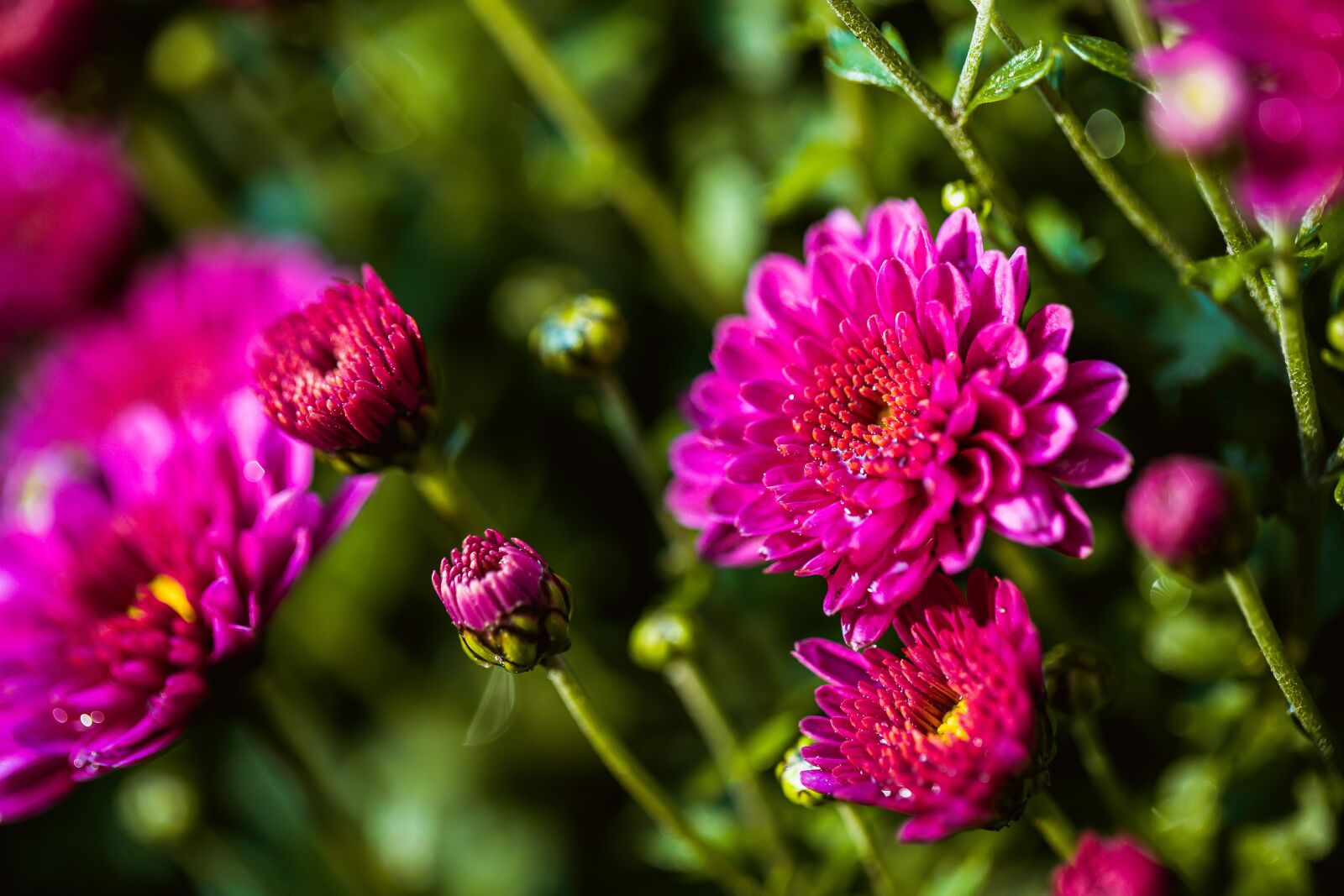 Canon EF 100mm F2.8L Macro IS USM sample photo. Chrysanthemum, closeup, macro photography