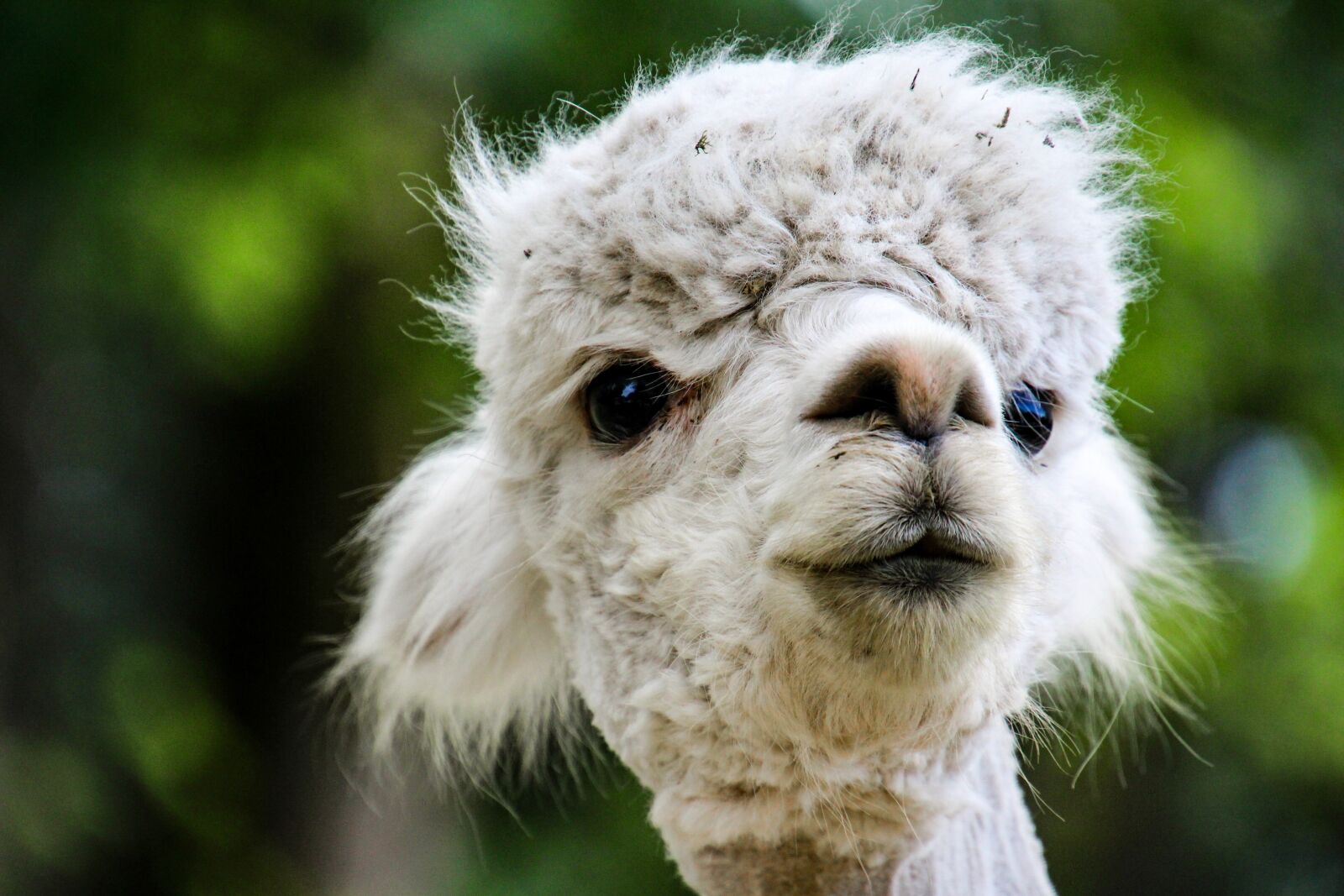 Canon EOS 700D (EOS Rebel T5i / EOS Kiss X7i) sample photo. Alpaca, animals photography