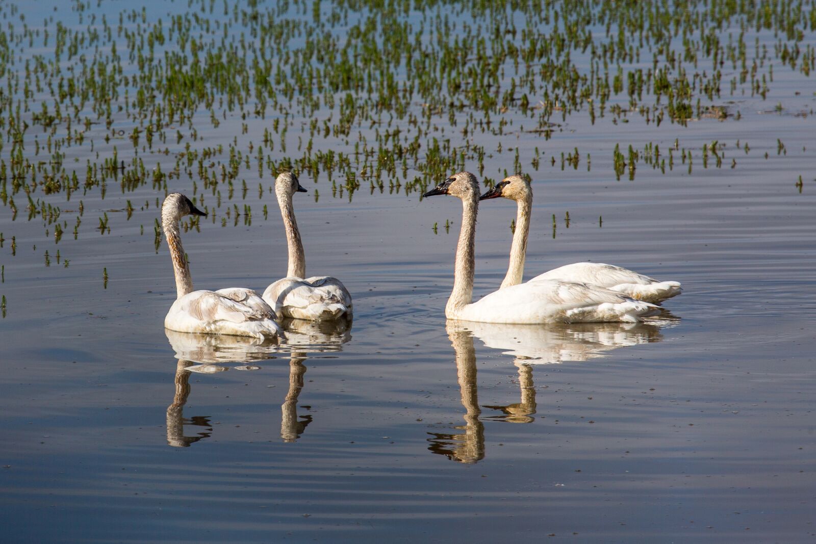Canon EF 100-400mm F4.5-5.6L IS USM sample photo. Swans, trumpeter, birds photography