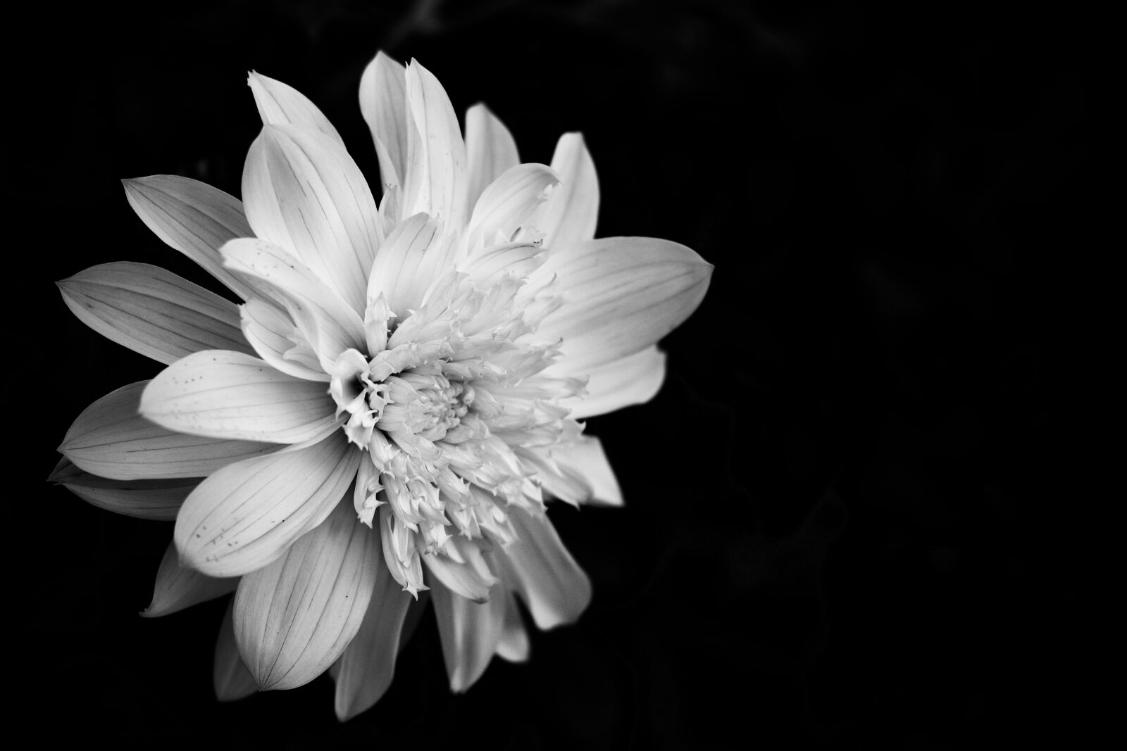 Canon EOS 1100D (EOS Rebel T3 / EOS Kiss X50) + Canon EF 50mm F1.8 STM sample photo. Flower, bloom, blossom photography