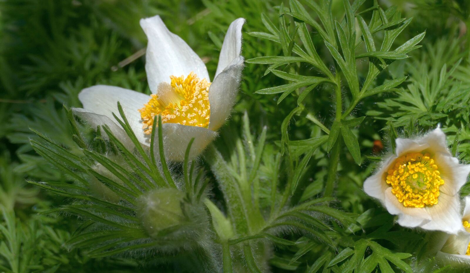 Panasonic Lumix DMC-FZ1000 sample photo. Pasque flower, spring, pasqueflower photography