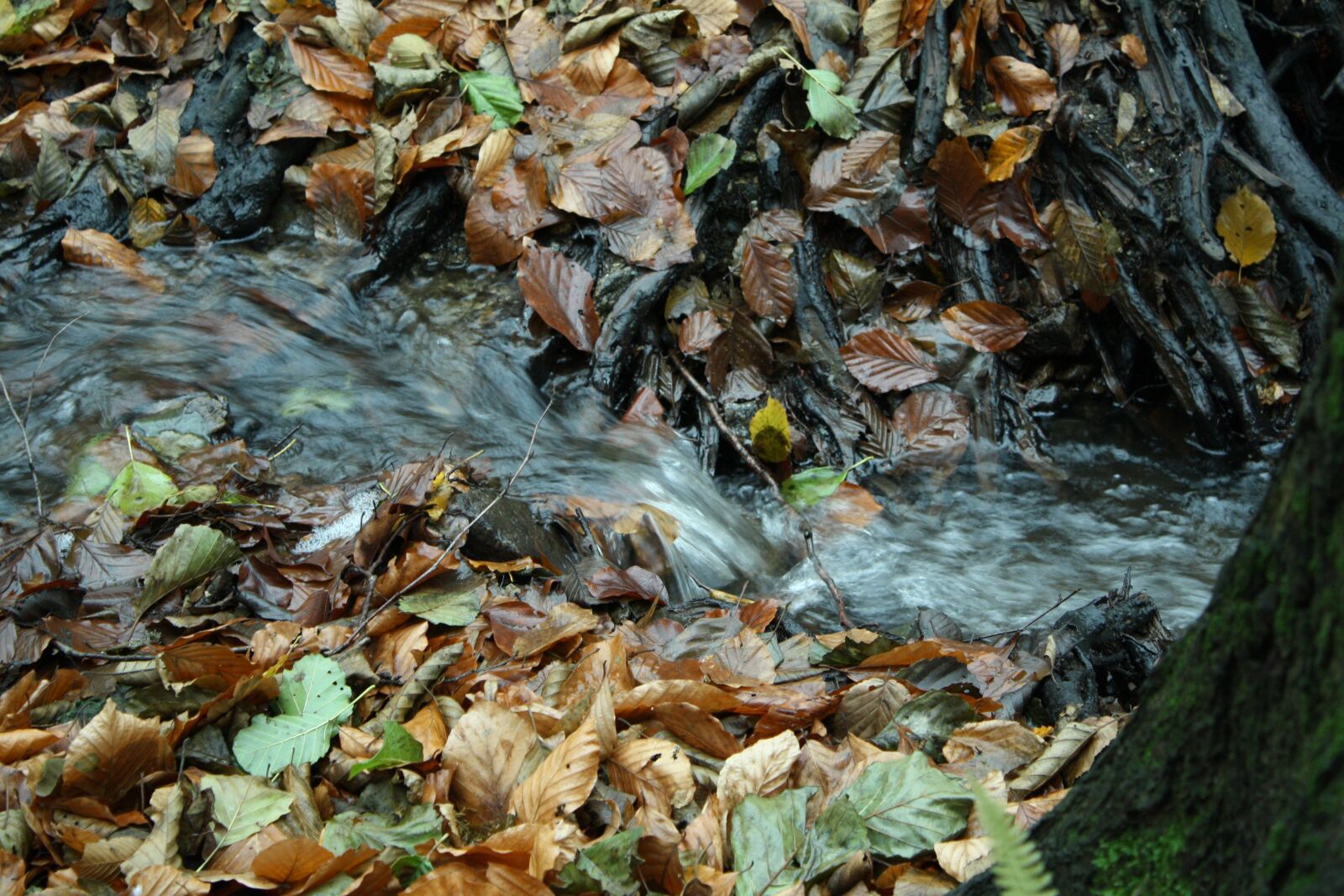 Canon EOS 1000D (EOS Digital Rebel XS / EOS Kiss F) sample photo. Nature, water, autumn photography