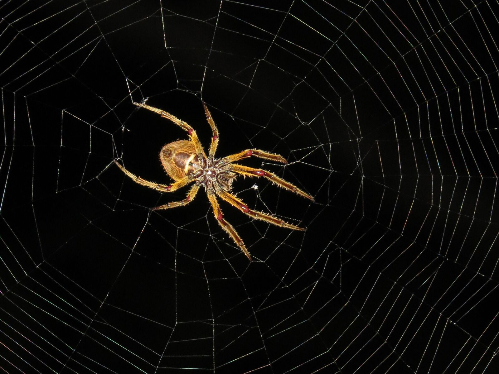 Canon PowerShot SX50 HS sample photo. Macro, insect, spider night photography