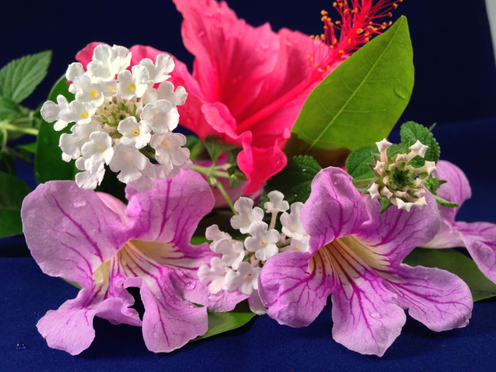 Apple iPhone 5 sample photo. Still life, flowers, decorative photography